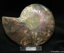 Beautiful Inch Cut Ammonite (Half) #1071-1
